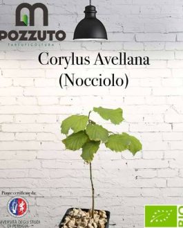Corylus Avellana (Nocciolo)