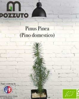 Pinus Pinea (Pino domestico)