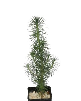 Pinus Halepensis (Pino d’Aleppo)