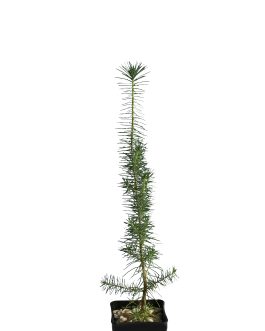 Pinus Pinea (Pino domestico)