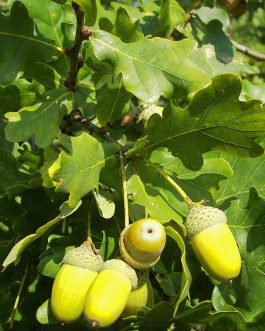 Quercus Robur (Farnia)