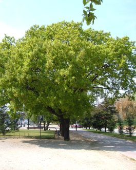 Quercus Pubescens (Roverella)
