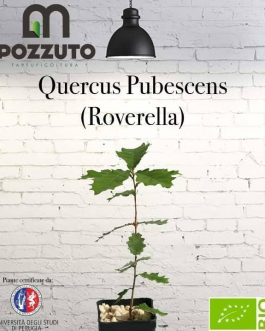 Quercus Pubescens (Roverella)