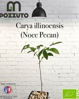 Carya illinoensis (Noce Pecan)