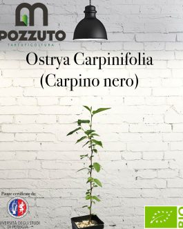 Ostrya Carpinifolia (Carpino nero)