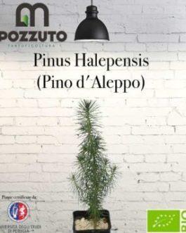 Pinus Halepensis (Pino d'Aleppo)