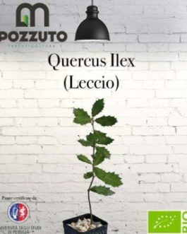 Quercus Ilex (Leccio)