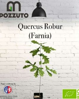 Quercus Robur (Farnia)