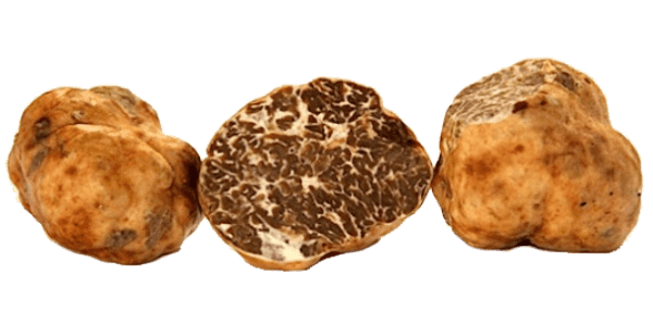 Scopri di più sull'articolo Tartufo Bianchetto/Marzuolo