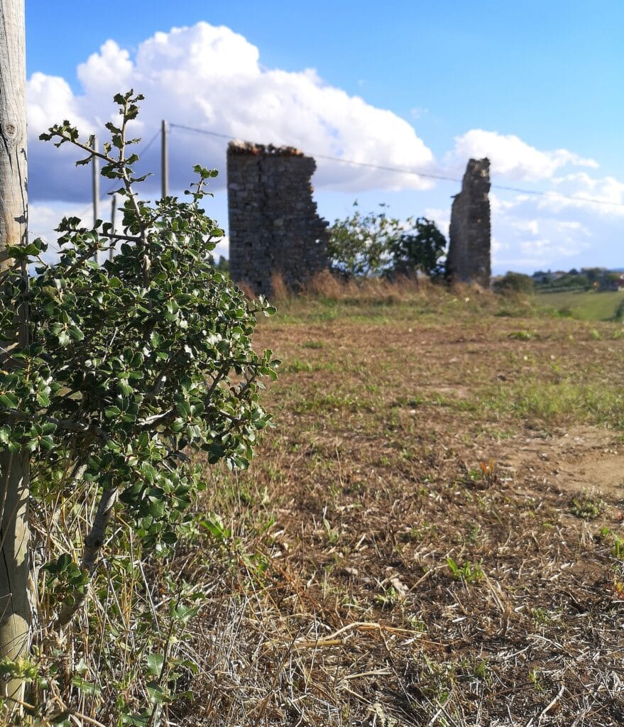 Coltivazione Piante da Tartufo in Umbria