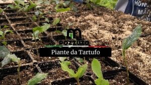 Vendita Piante da Tartufo in Piemonte